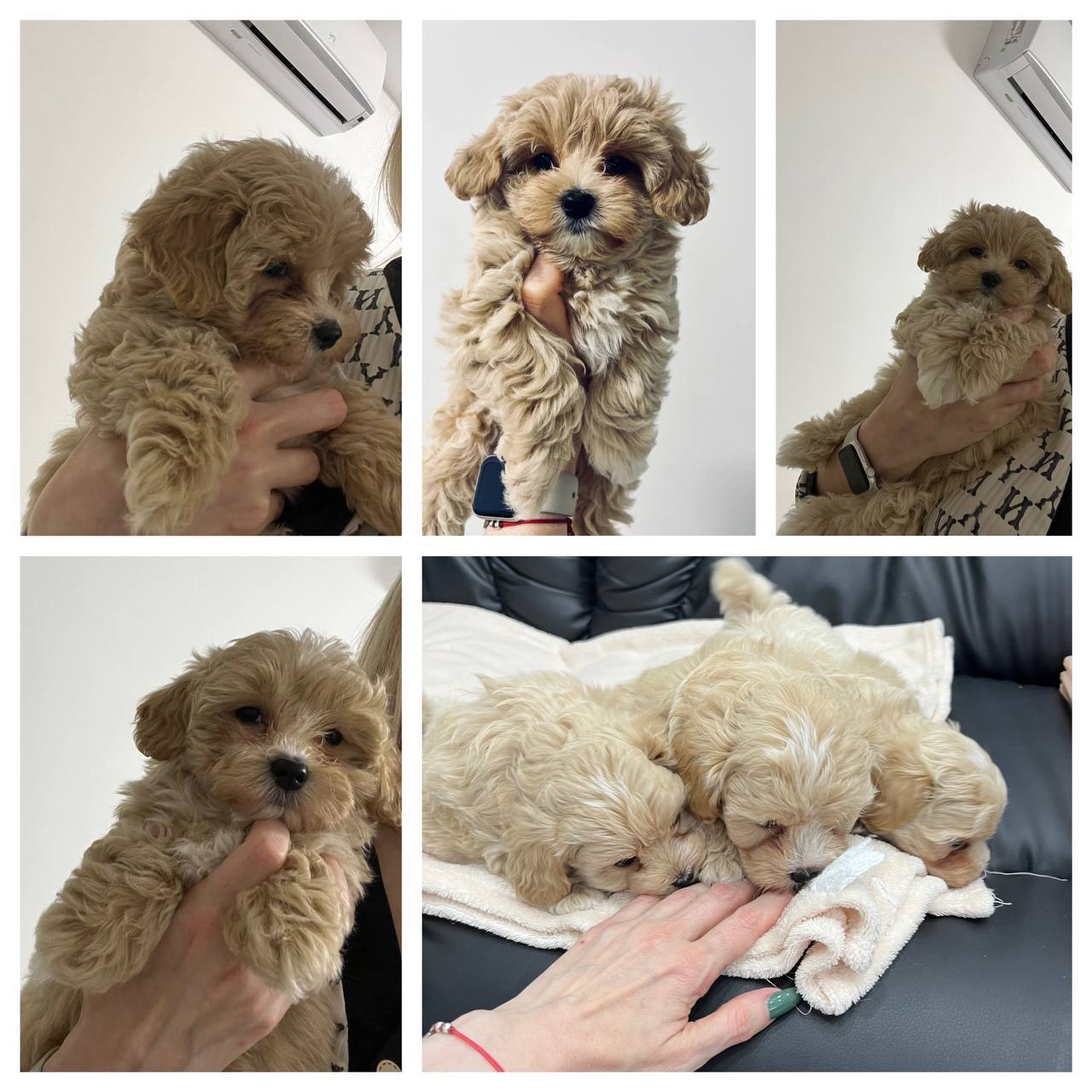 Мальтіпу F1 дівчинка і хлопчик