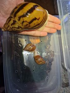 Ахатина Ахатина Тигр Альбіно Боді підліток