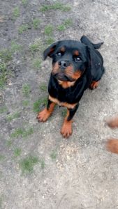 Щенки РОТВЕЙЛЕРА