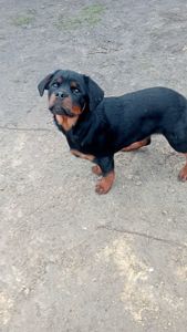 Щенки РОТВЕЙЛЕРА