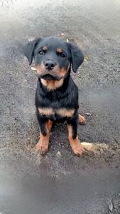 Щенки РОТВЕЙЛЕРА