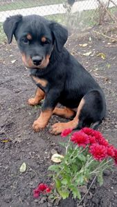 Щенки РОТВЕЙЛЕРА