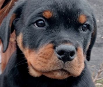 Щенки РОТВЕЙЛЕРА