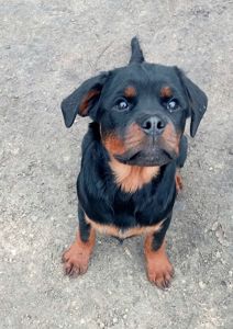 Щенки РОТВЕЙЛЕРА