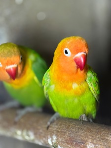 Лучшие попугайчики для дома неразлучник.