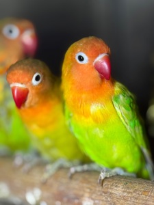 Лучшие попугайчики для дома неразлучник.