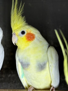 Корелла молоденькие попугайчики для дома