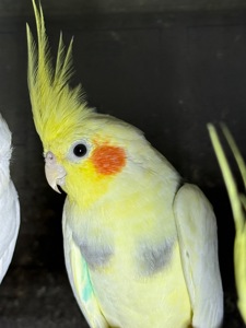 Корелла молоденькие попугайчики для дома