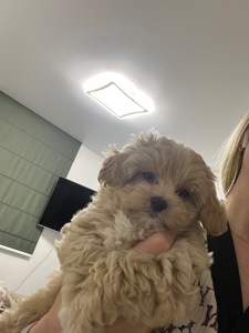 Мальтіпу F1 дівчинка і хлопчик