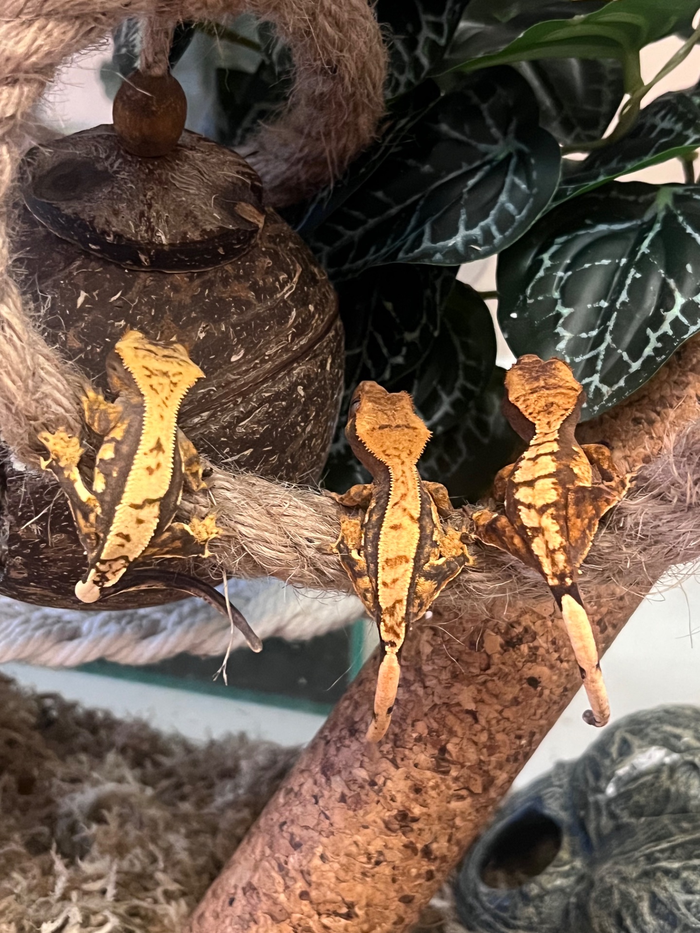 Гекон Бананоед/бананоїд