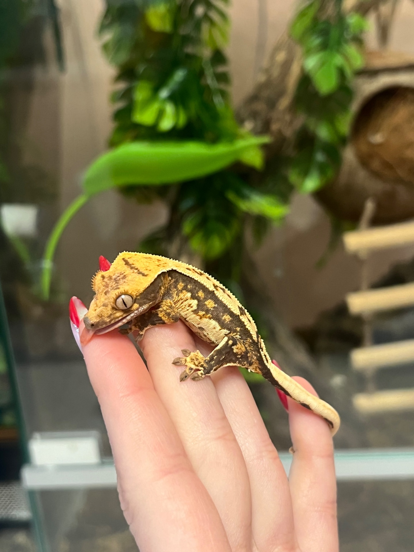 Гекон Бананоед/бананоїд