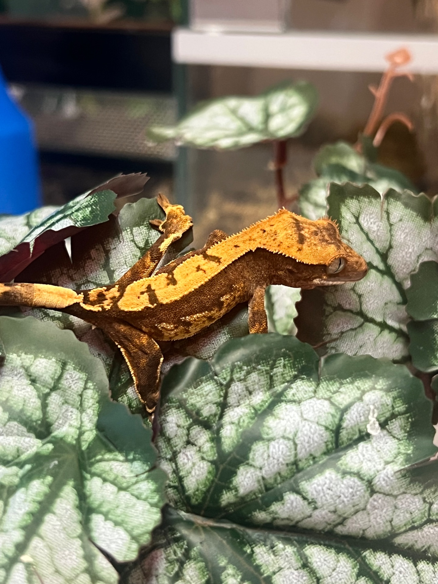 Гекон Бананоед/бананоїд