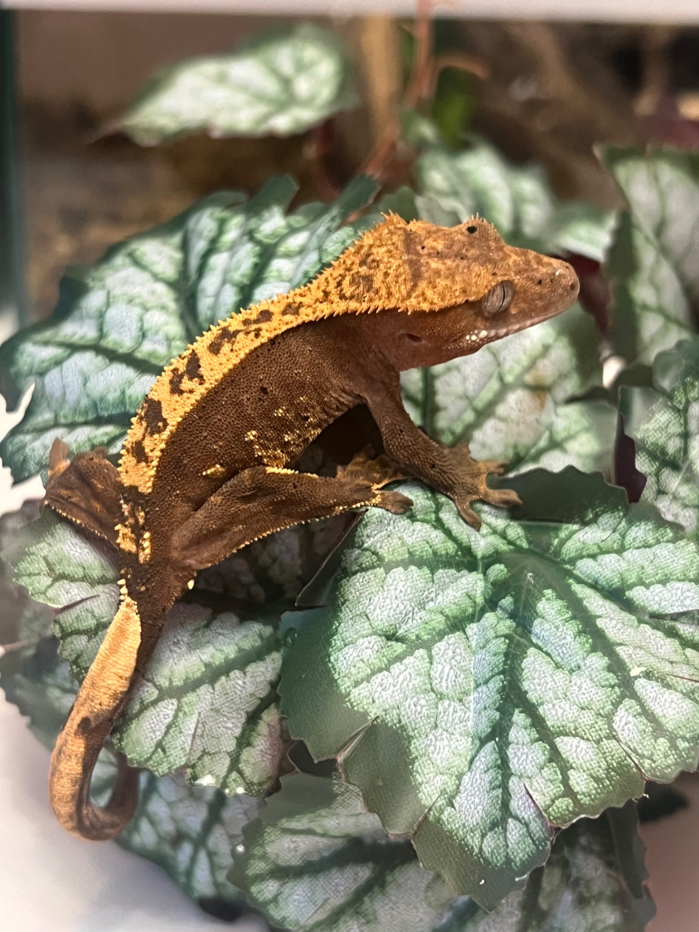 Гекон Бананоед/бананоїд