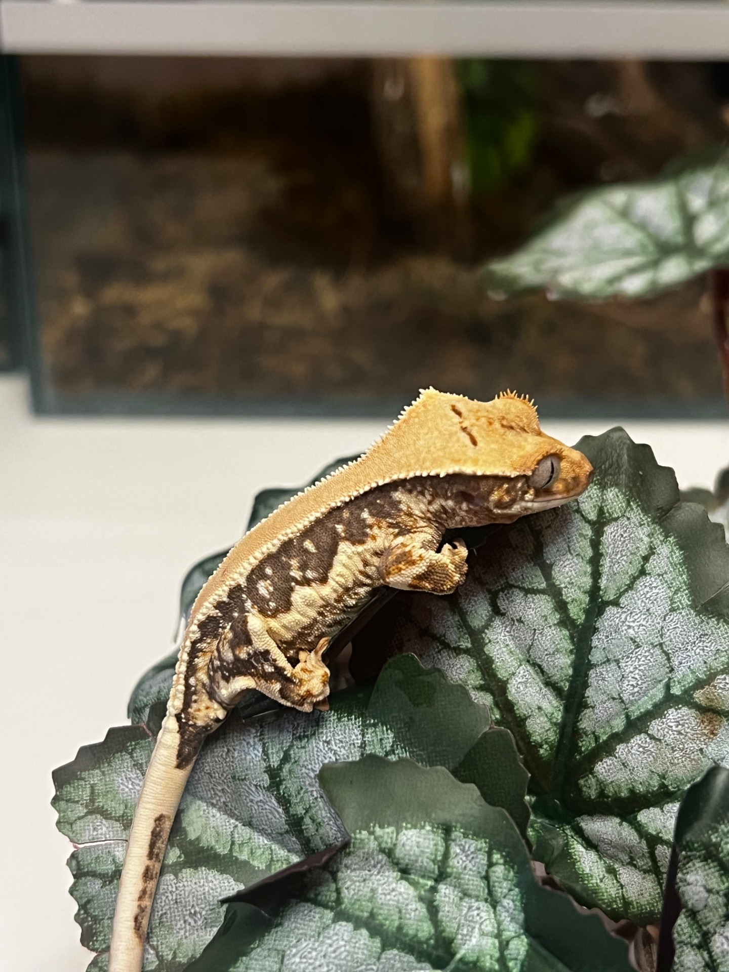 Гекон Бананоед/бананоїд