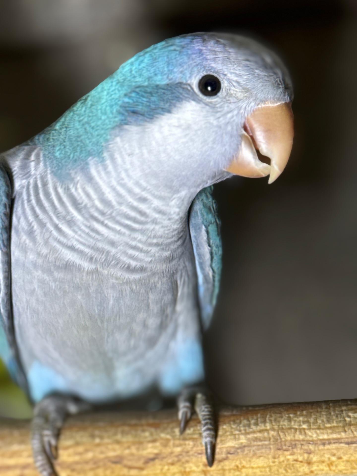 Птенцы попугая монах, ручные нашего разведения