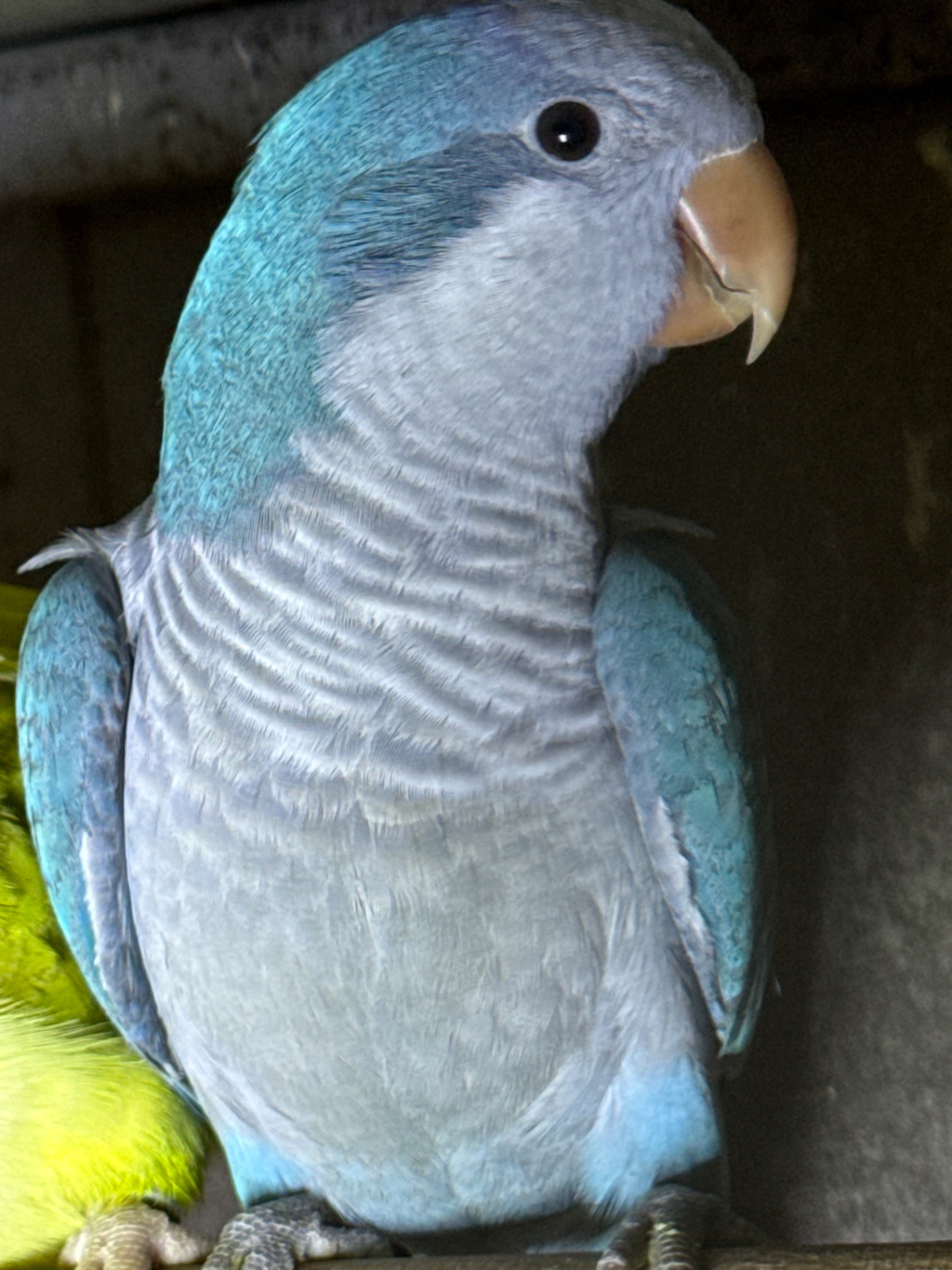 Птенцы попугая монах, ручные нашего разведения