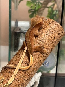 Гекон Бананоед/бананоїд