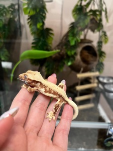 Гекон Бананоед/бананоїд