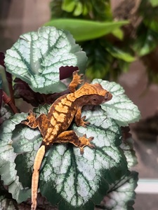 Гекон Бананоед/бананоїд