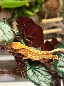 Гекон Бананоед/бананоїд