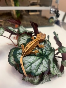 Гекон Бананоед/бананоїд