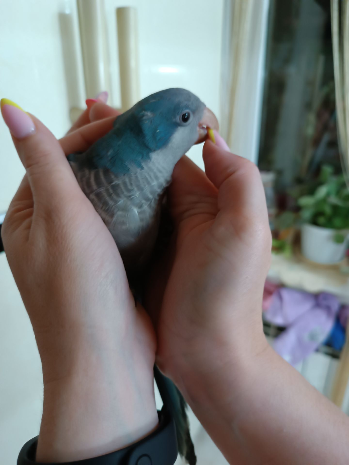 Продам Монаха