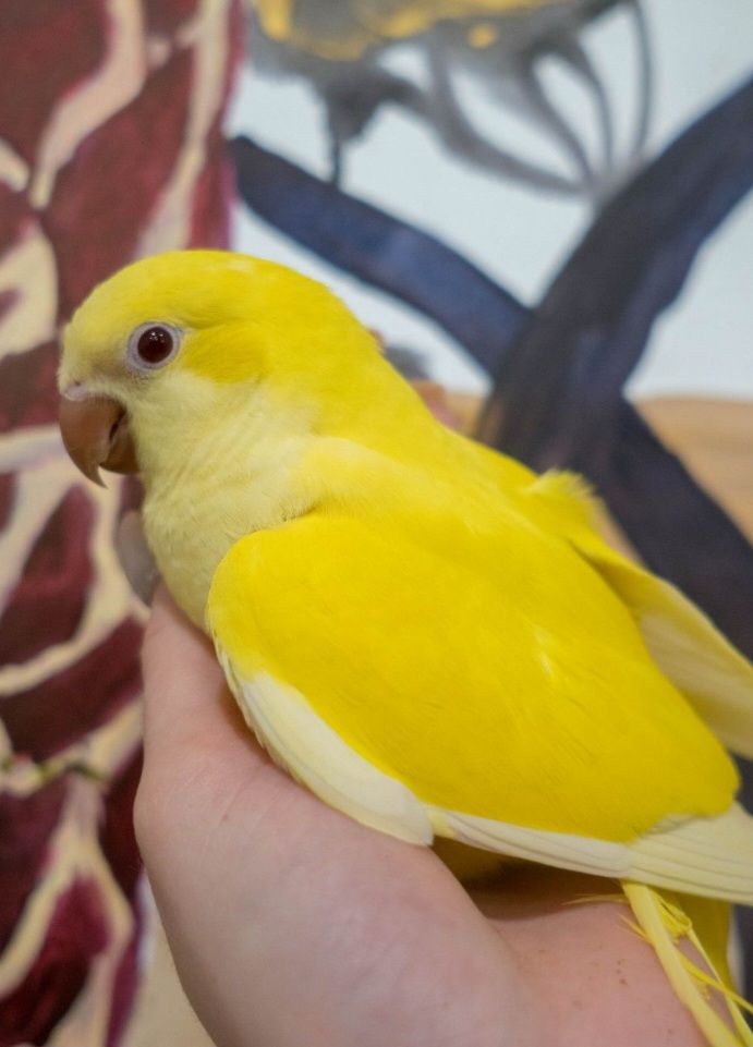 Продам Монаха