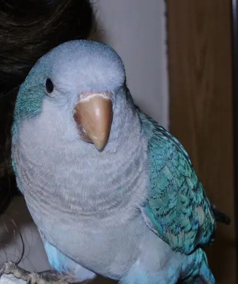 Продам Монаха