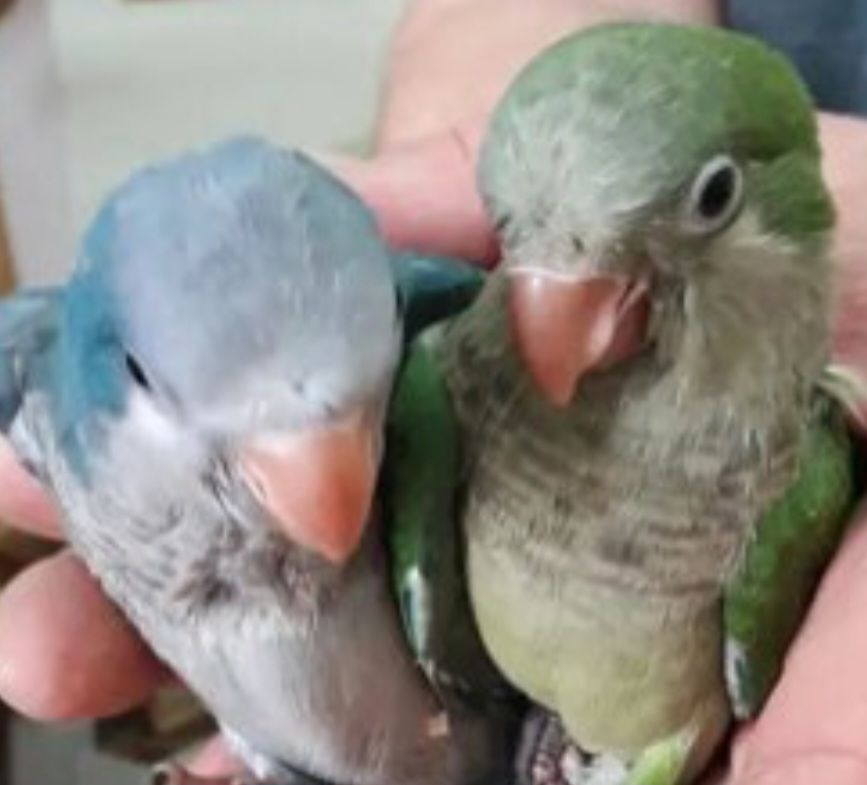 Продам Монаха