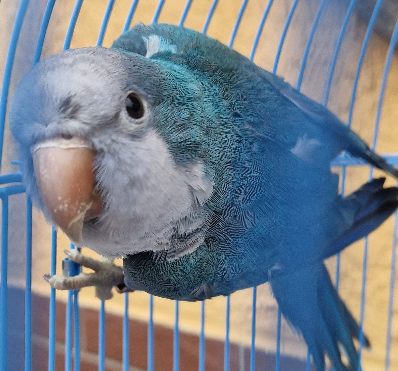 Продам Монаха