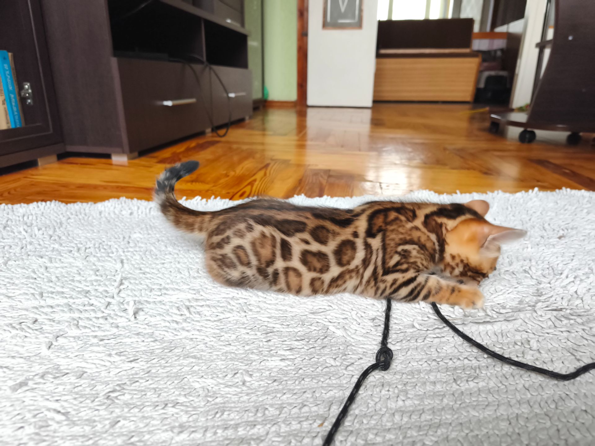 Кошенята бенгальські