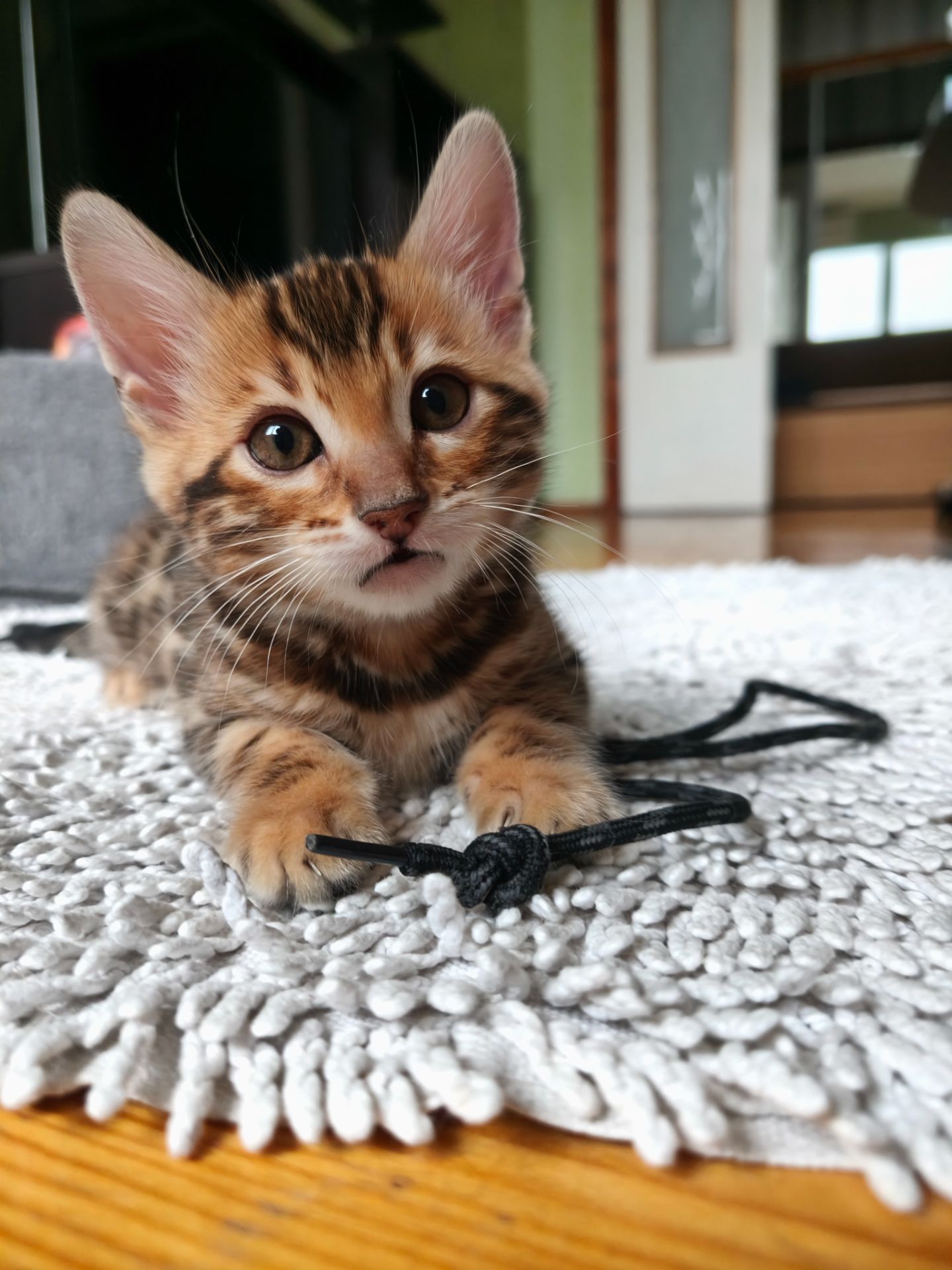 Кошенята бенгальські