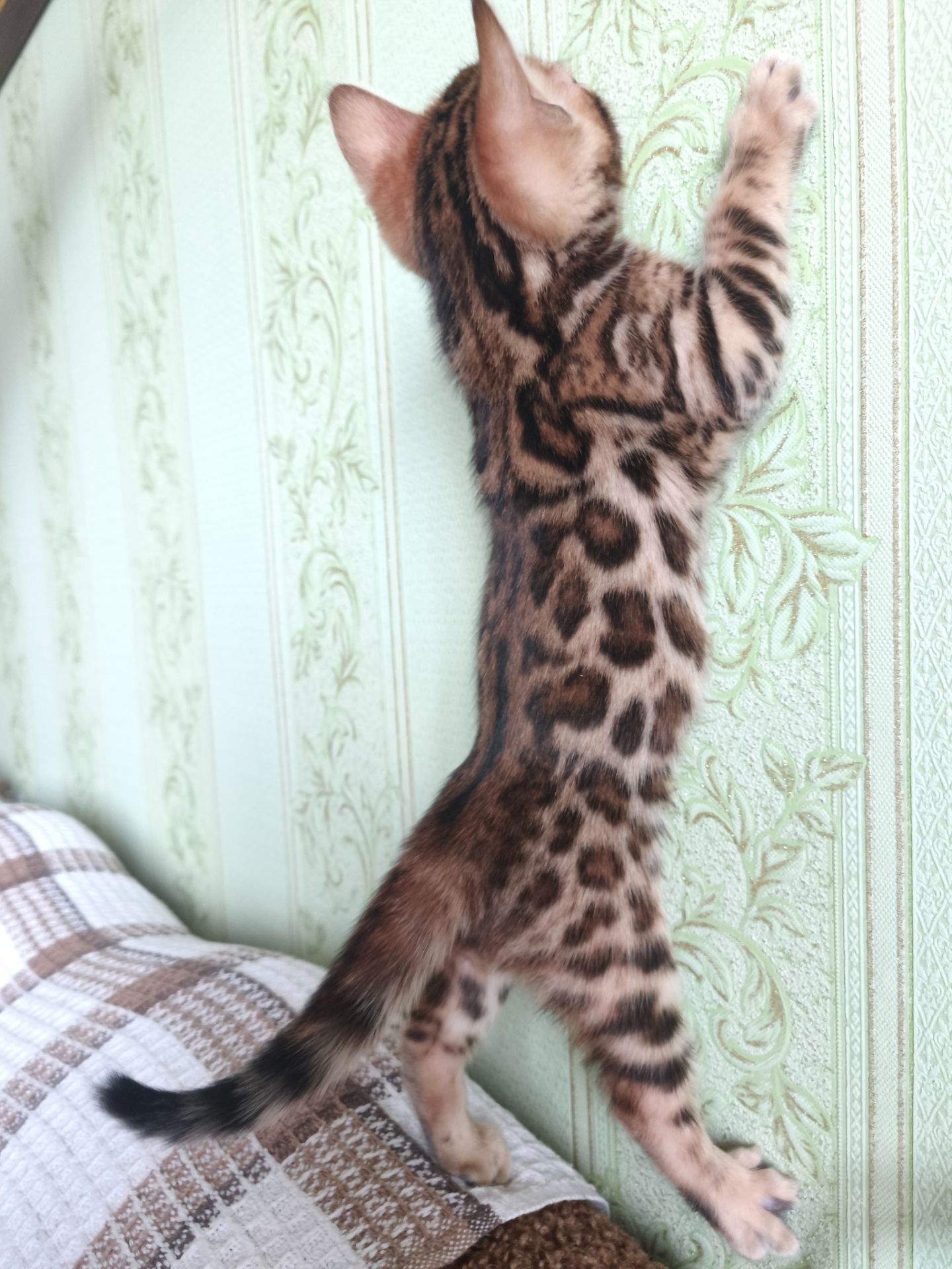 Кошенята бенгальські