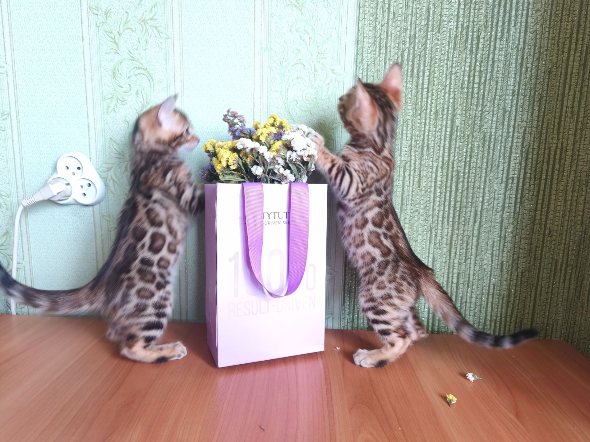 Кошенята бенгальські