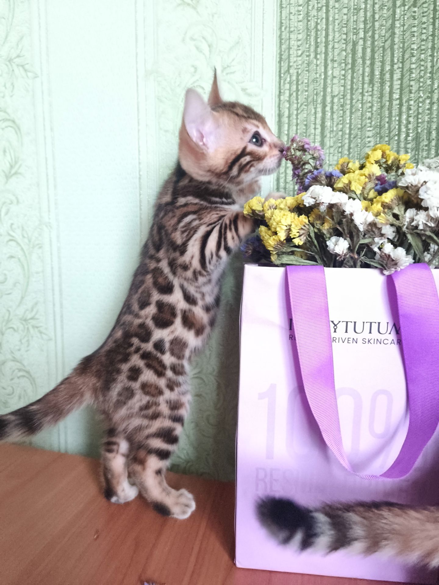 Кошенята бенгальські