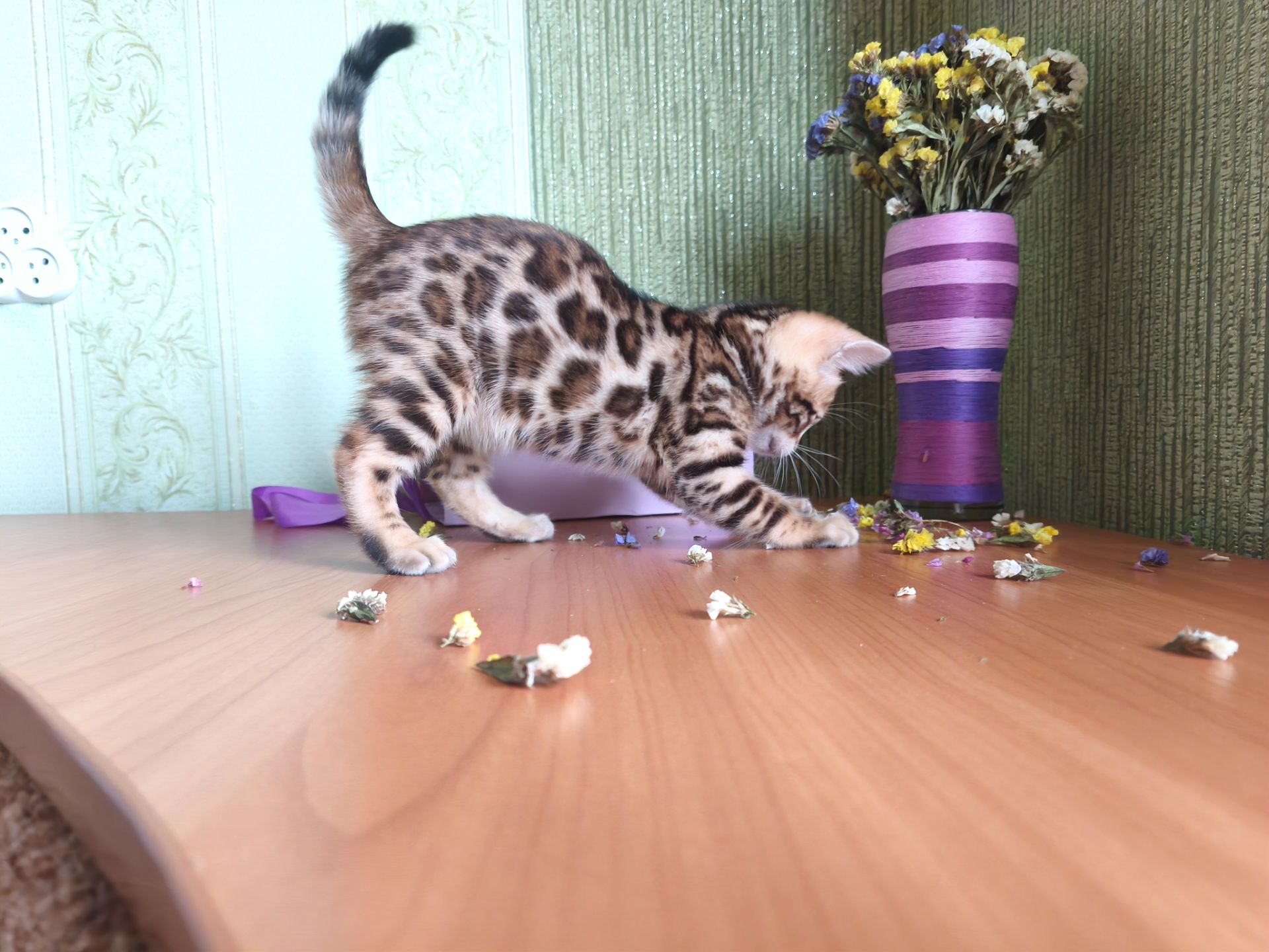 Кошенята бенгальські