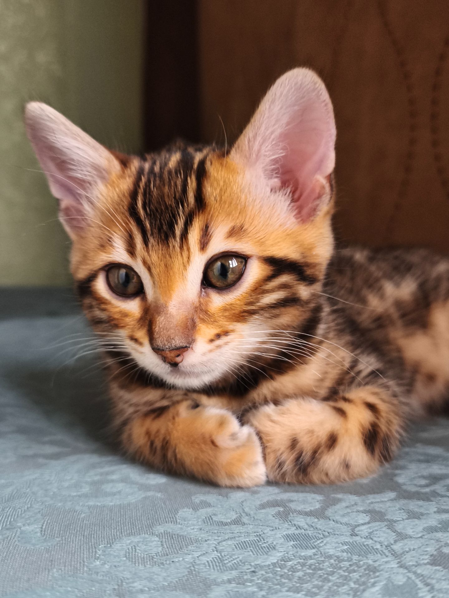 Кошенята бенгальські