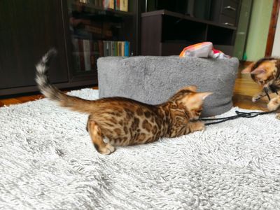 Кошенята бенгальські