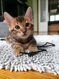 Кошенята бенгальські