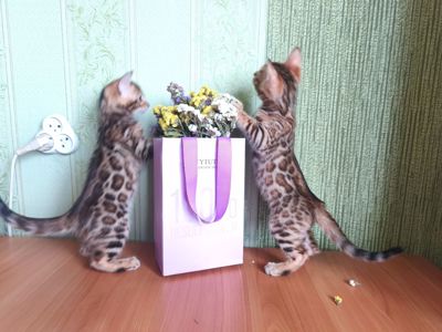 Кошенята бенгальські