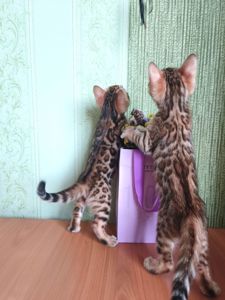 Кошенята бенгальські