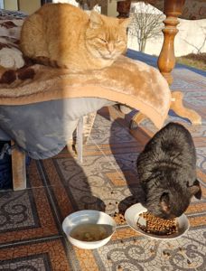 Пухнасте Сонячно-Золотаве кошеня