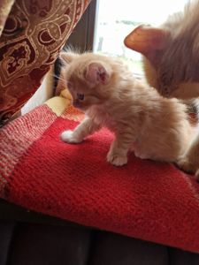 Пухнасте Сонячно-Золотаве кошеня