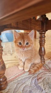 Пухнасте Сонячно-Золотаве кошеня