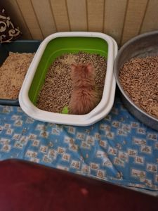 Пухнасте Сонячно-Золотаве кошеня