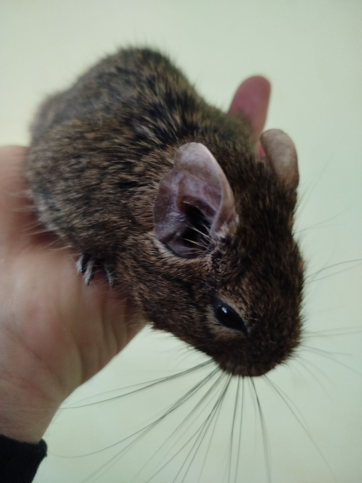 Білка Дегу (чилійська)