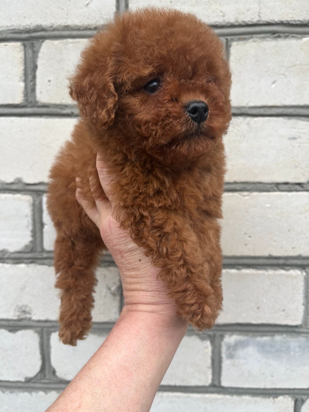 Той пудель девочка Ред Браун