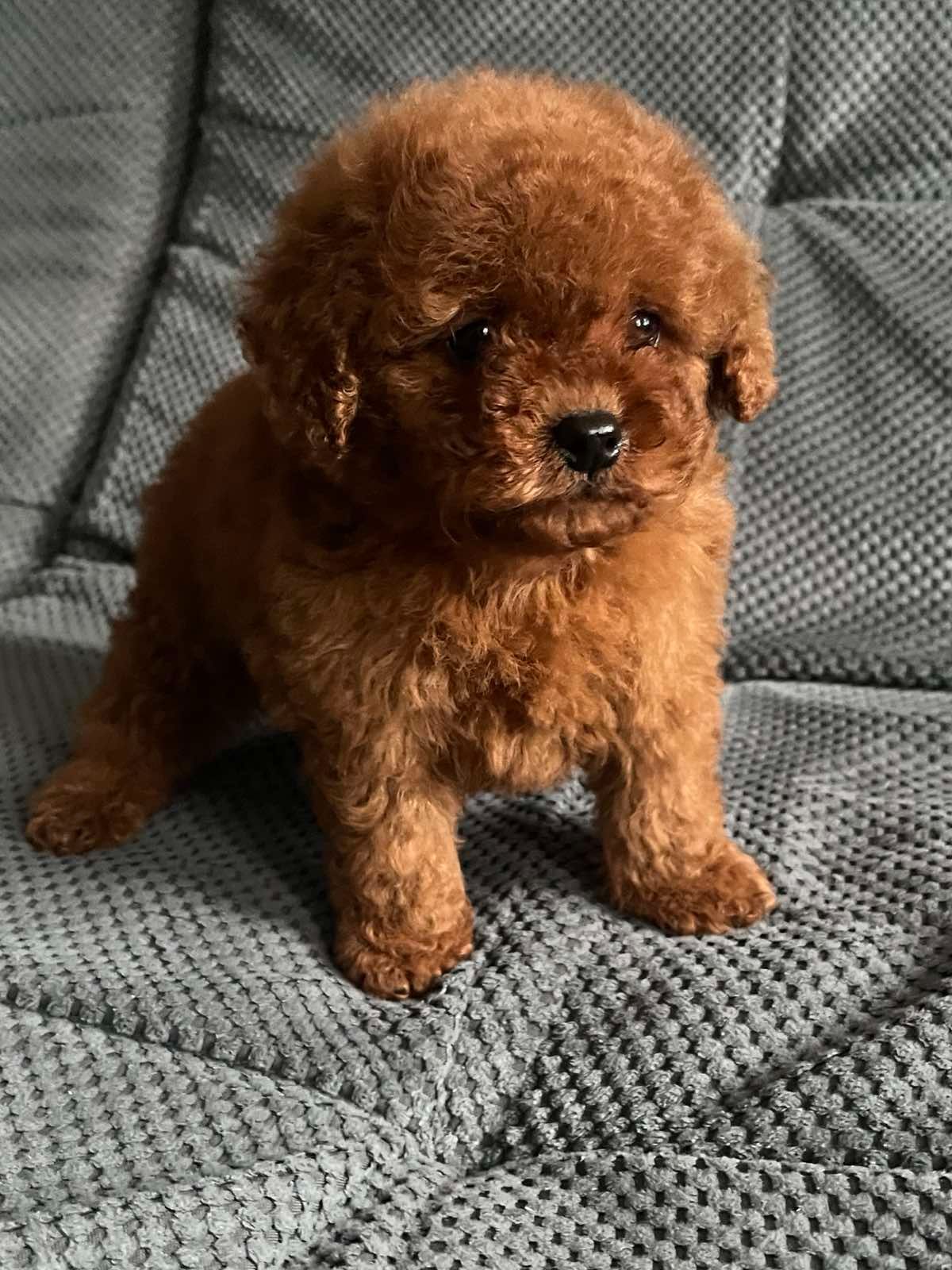 Той пудель девочка Ред Браун