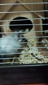 Білка Дегу (чилійська)