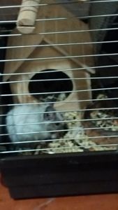 Білка Дегу (чилійська)